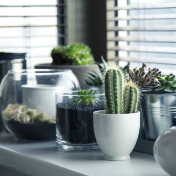 Jakie rośliny dobrze nawilżą pomieszczenie?